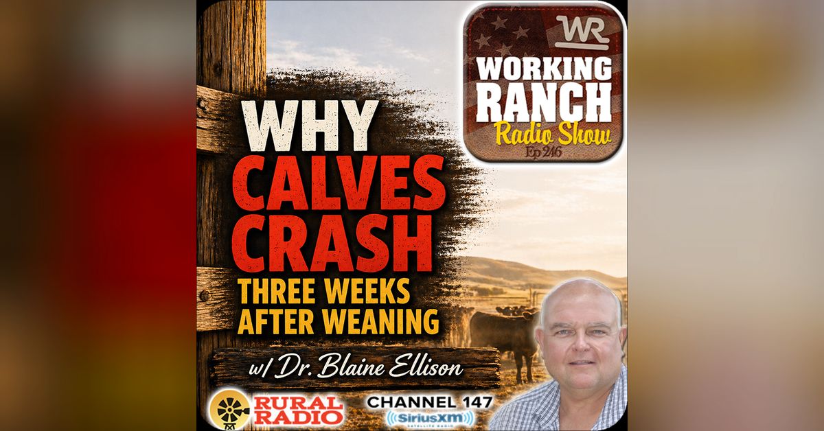 Ep 246: Why Calves Crash Three Weeks After Weaning or a Stress Event w ...