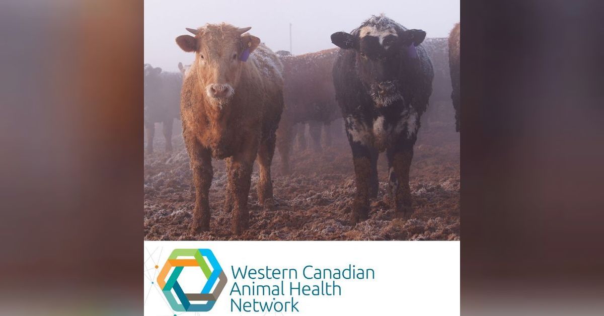 WeCAHN Cattle Health Update Regional Respiratory Disease Research on