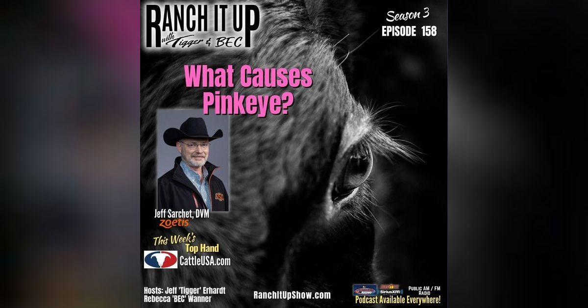 This Is What Causes Pinkeye In Cattle Ranch It Up Radio Show & Podcast