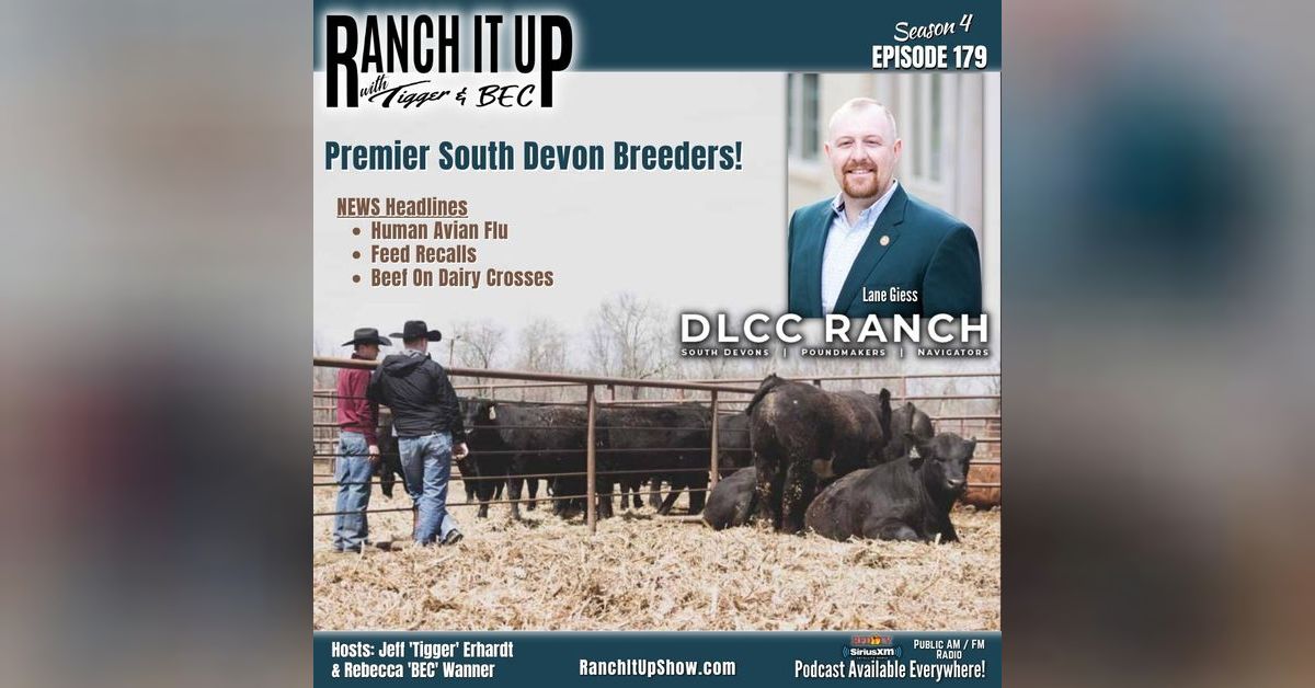 Human Avian Flu In Texas and South Devon Cattle From The DLCC Ranch ...