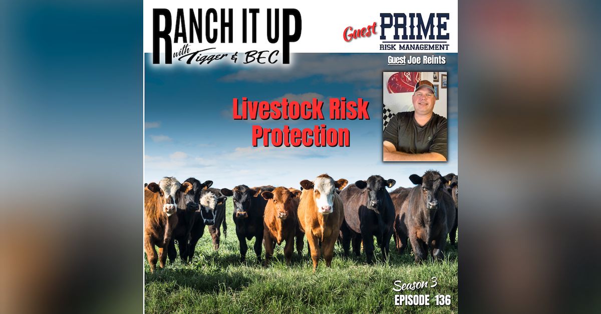 What Is Livestock Risk Protection? The Benefits Explained Here | Ranch ...