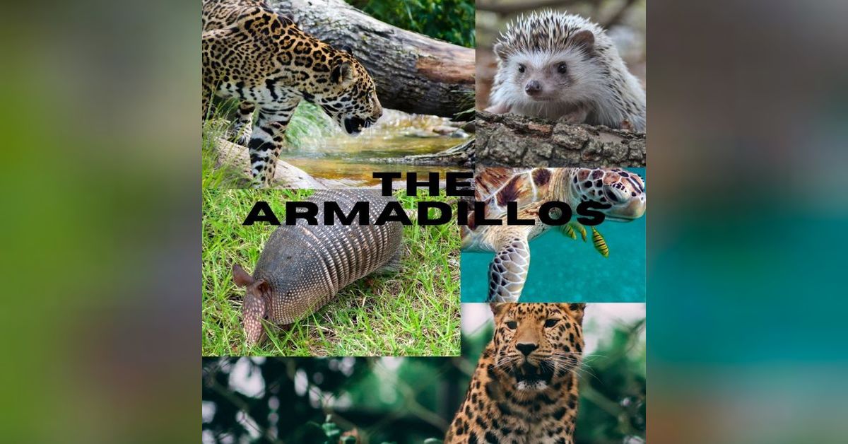 Armadillo Sounds The Surprising Noises They Make - zibm86m