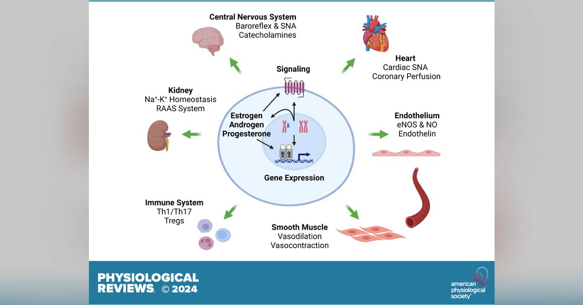 Sex Differences in Blood Pressure Regulation and Hypertension ...