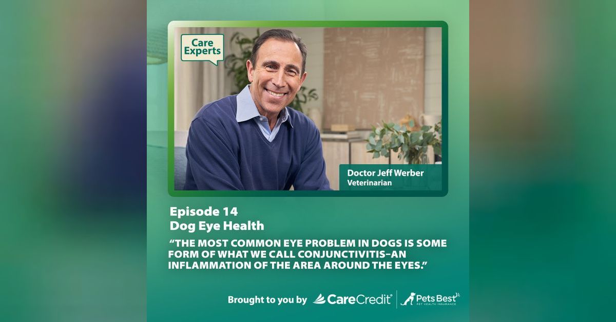 Dog Eye Health Dr. Jeff Werber Care Experts with CareCredit