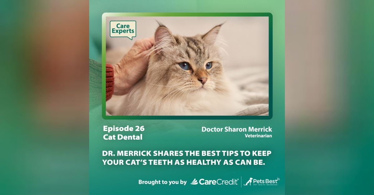 Cat Dental Dr. Sharon Merrick Care Experts with CareCredit