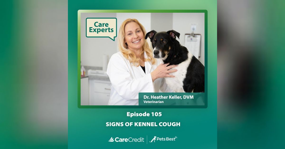 Signs of Kennel Cough Dr. Heather Keller Care Experts with CareCredit