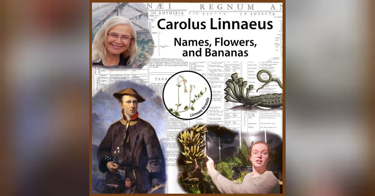 Carolus Linnaeus: Names, Flowers, and Bananas | Nordic on Tap - the podcast