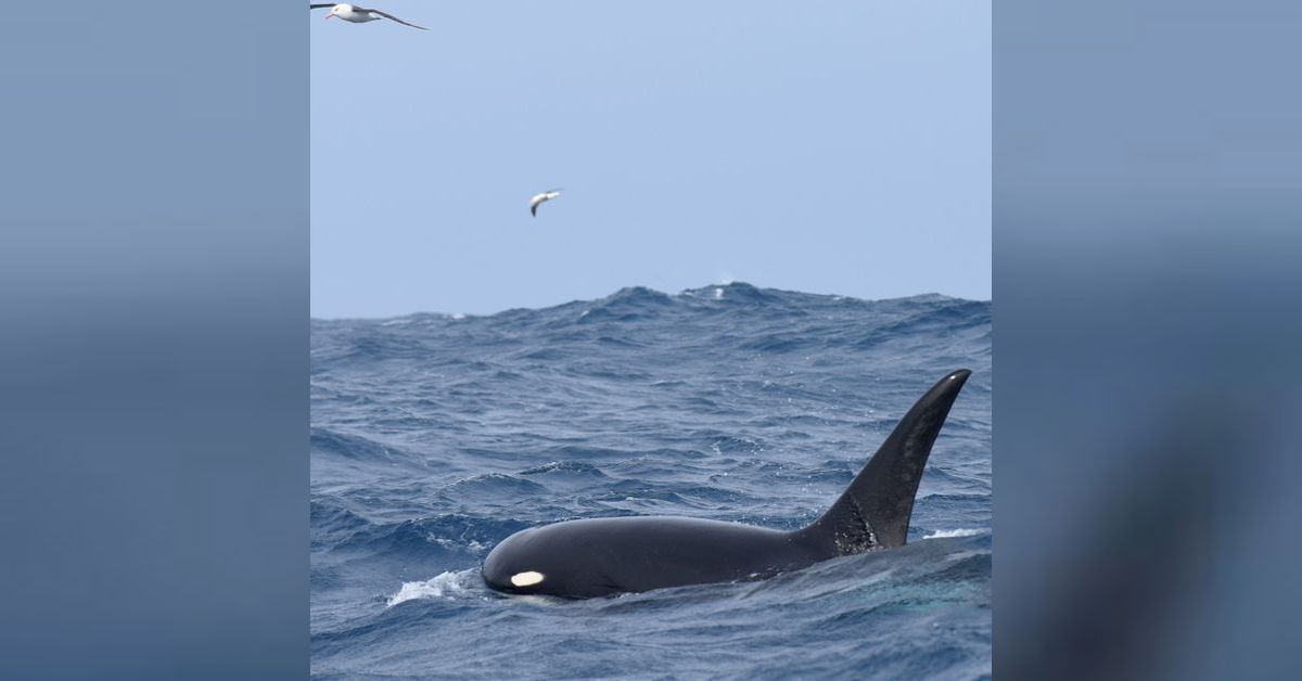 Episode 12 Type D Killer Whales After the Breach Podcast