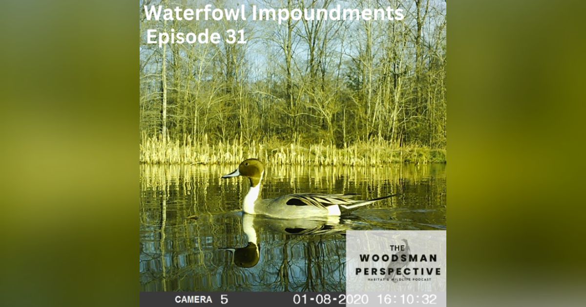 Duck Impoundments | The Woodsman Perspective