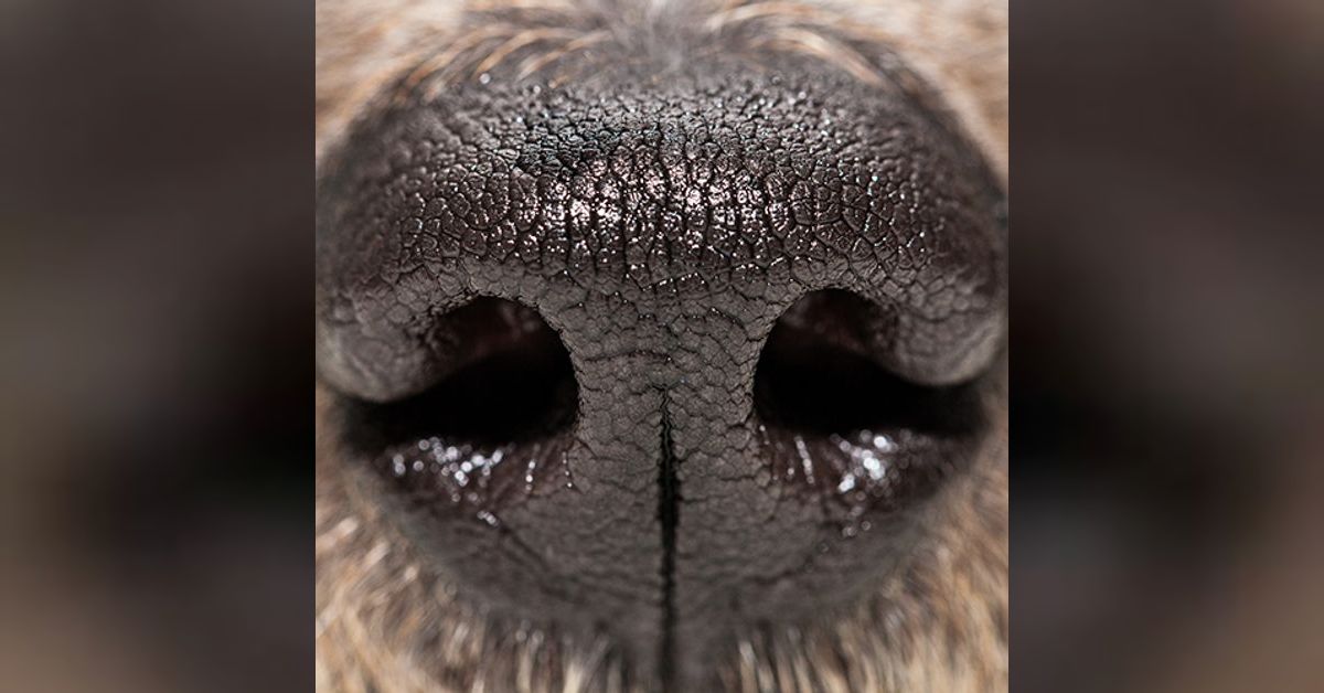 COVID19 mythbuster Should the kennel cough vaccine be given? Sarah