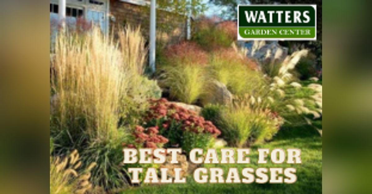 Best Care for Tall Grasses | Mountain Gardener with Ken & Lisa