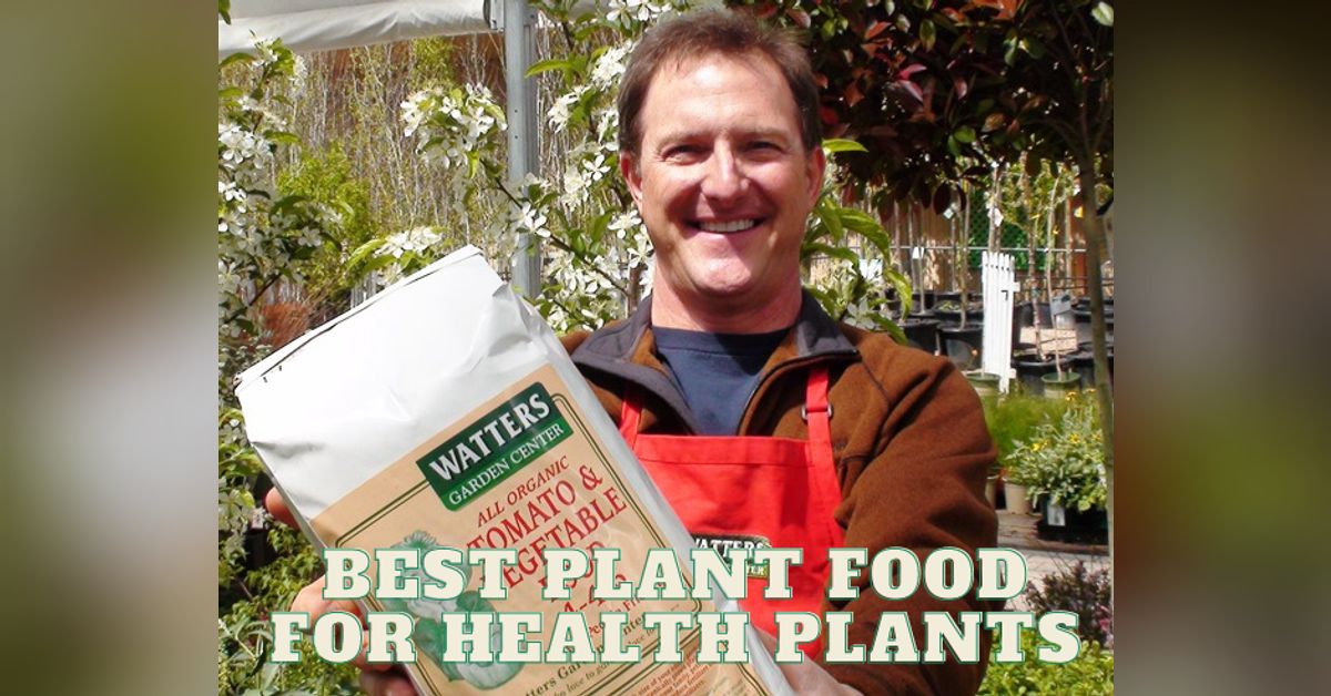 Best Plant Food for Really Health Plants Top 10 Gardener with Ken Lain