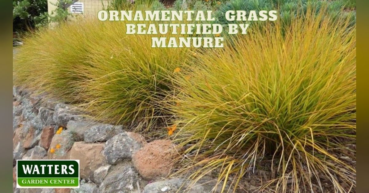 Ornamental Grass Beautified by Manure and How | Mountain Gardener with ...