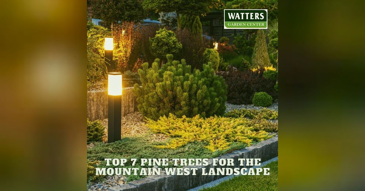 🌲Mountain Majesty Top 7 Pine Trees for the Mountain West Landscape🌲