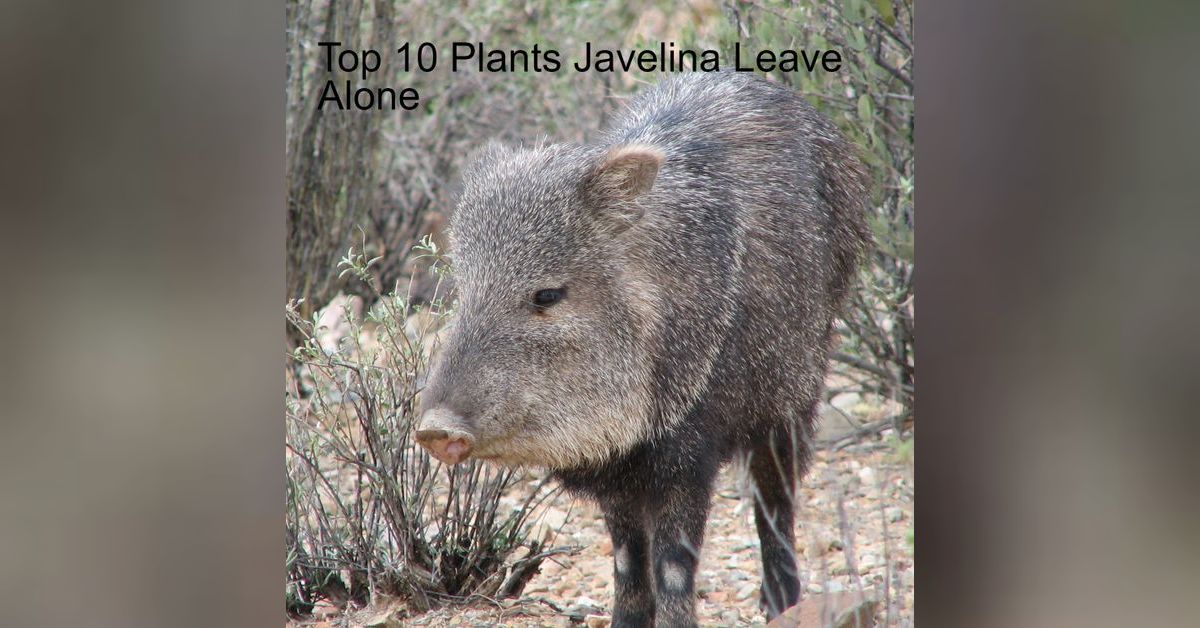 Top 10 Plants Javelina Leave Alone Top 10 Weekly Garden Tips