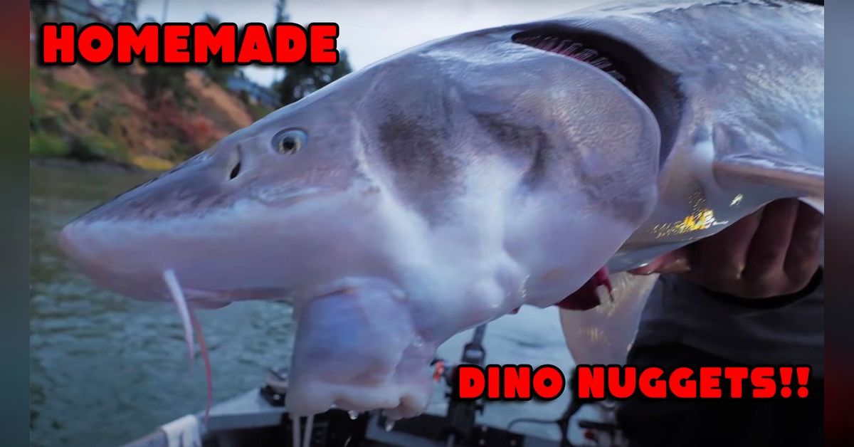 Sturgeon Season Recap Addicted Fishing Podcast