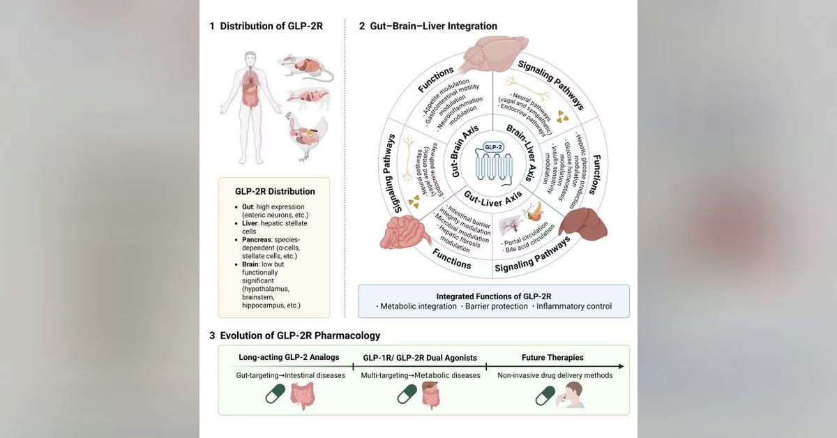 Interorgan Insights: GLP-2R, a master integrator of gut-brain-liver ...