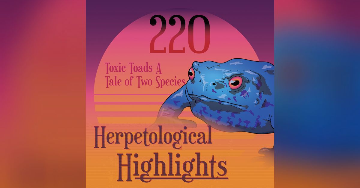 Toasty Toad 220 Toxic Toads A Tale of Two Species | Herpetological Highlights