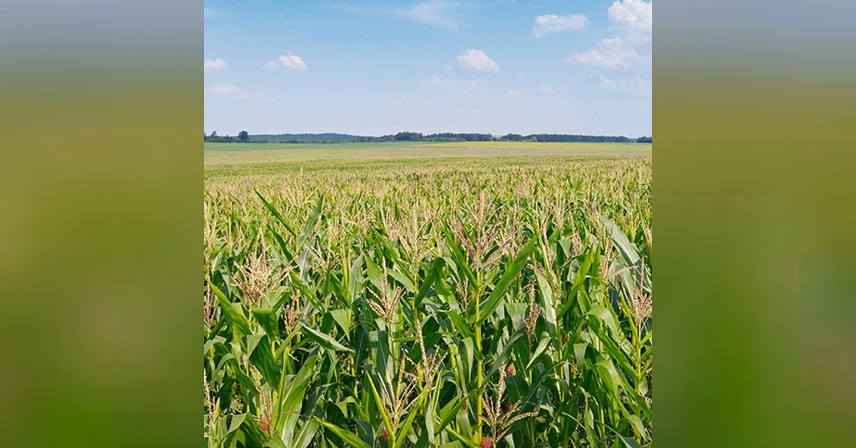 Let's unpack the June USDA Acreage & Grain Stocks reports | McKeany ...