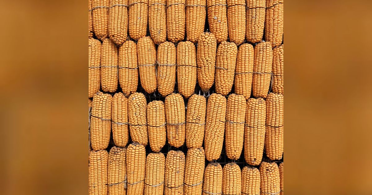 Corn harvest sparks the beginning of 2026 corn wet milling negotiations ...