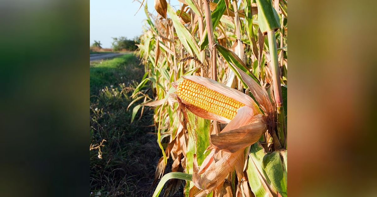 Corn & sugar planting progress with IQ Award-Winner Craig Ruffolo ...