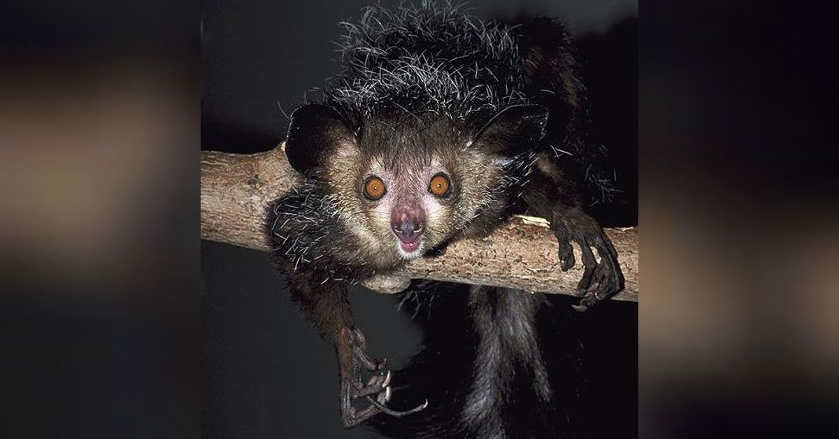 The Hidden Zoo Podcast - Episode 33 - Creepy Cryptids | Free Listening ...