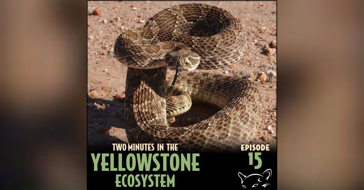 Episode 15: Rattlesnakes | Greater Yellowstone Ecosystem