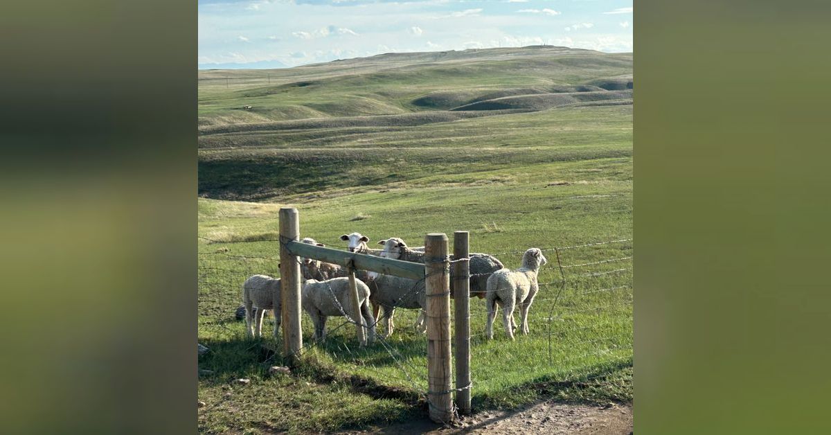Letters From a Land of Grass - Public Land Culture Clash (8-8-2025 ...