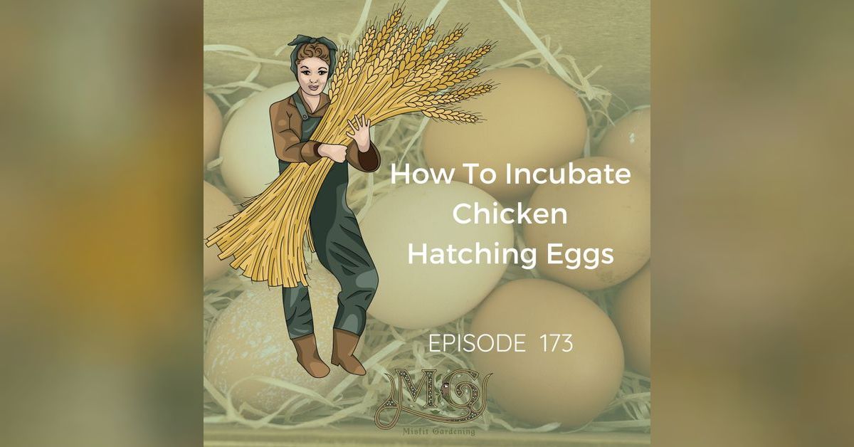 How To Incubate Chicken Eggs Step By Step Homesteading & Gardening In