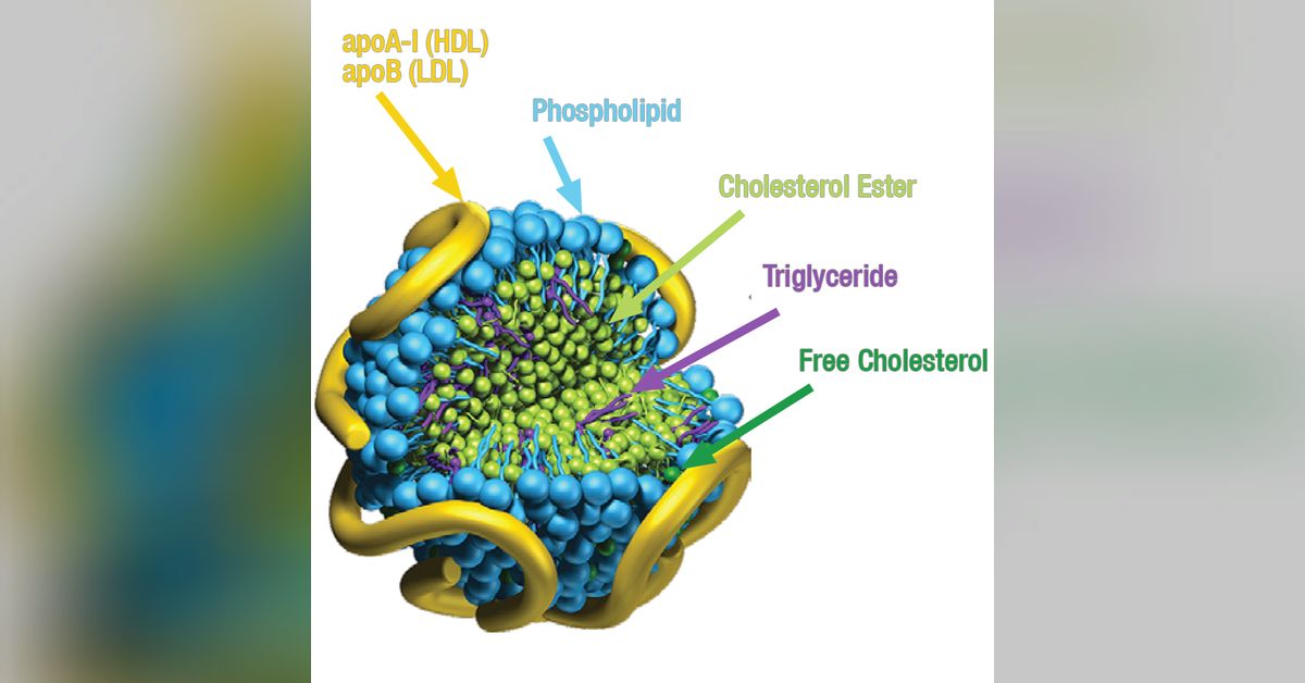 Cholesterol Metabolism and NMR Testing heartmatters by Boston Heart