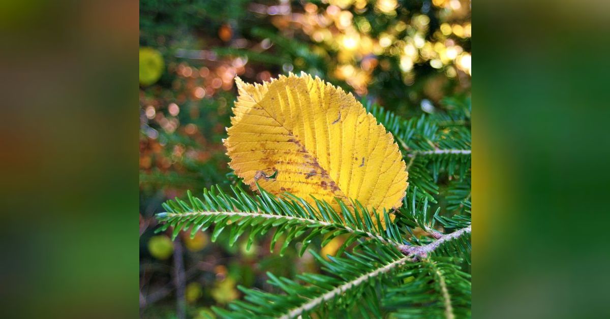 Why the Evergreen Trees Never Lose Their Leaves Elderberry Tales