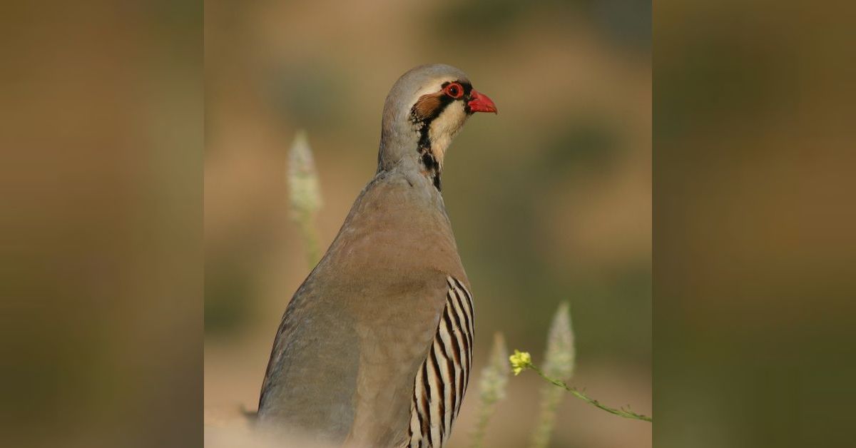 The Chukar Caper, Part 2 (Three Dog Detectives Series) | Elderberry Tales