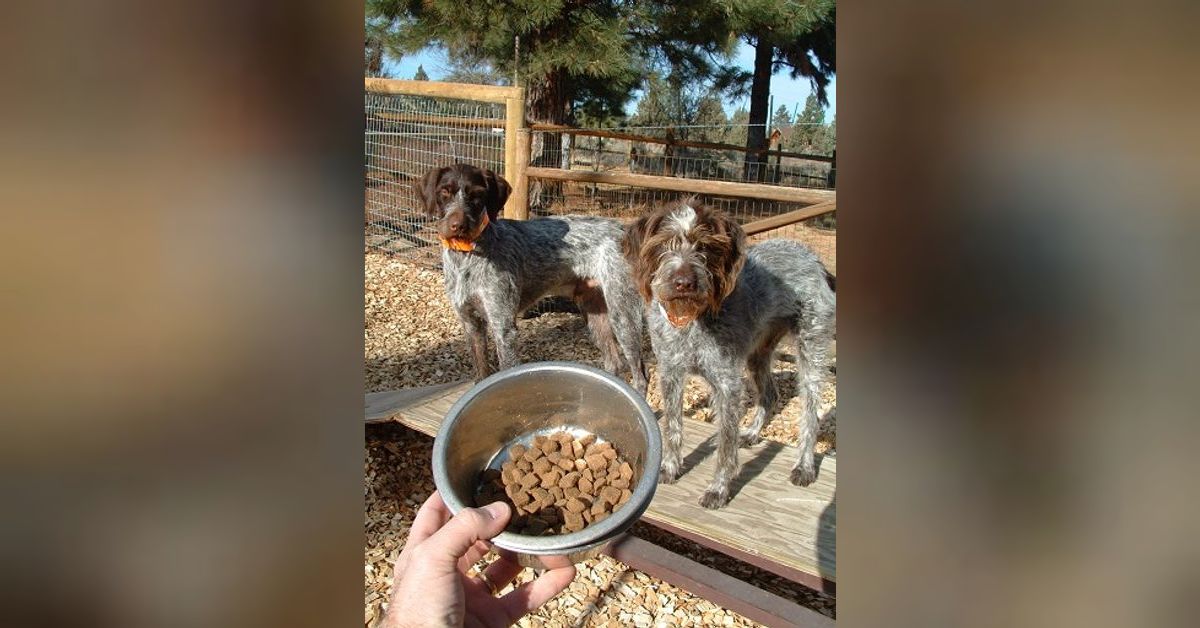 Bird hunting industry insiders spill the beans gear, nutrition Bird hunting industry insiders spill the beans gear, nutrition