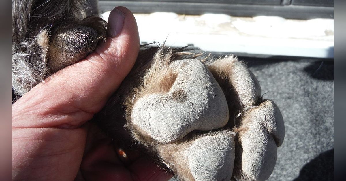 The definitive bird dog ”tailgate exam” your gnarliest cover