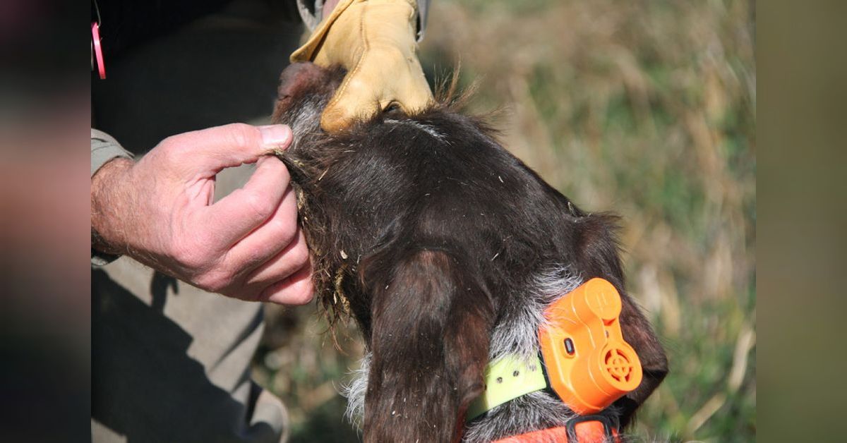 Bird dog first aid: essential gear for your vest and your truck ...