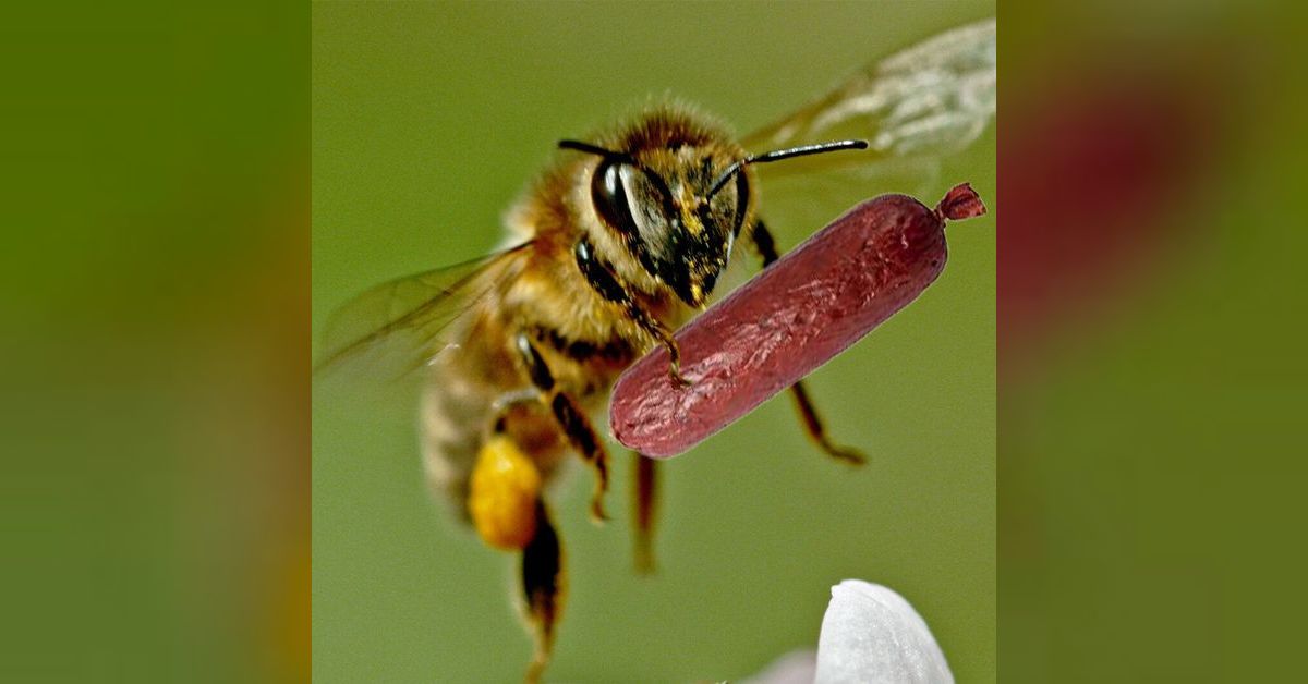 22 Bees Can Have A Little Salami Ironweeds