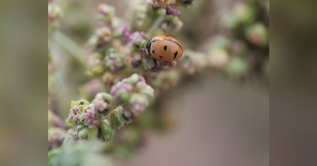 Episode 66: Coccinella novemnotata - The 9-Spotted Ladybug | Hidden ...