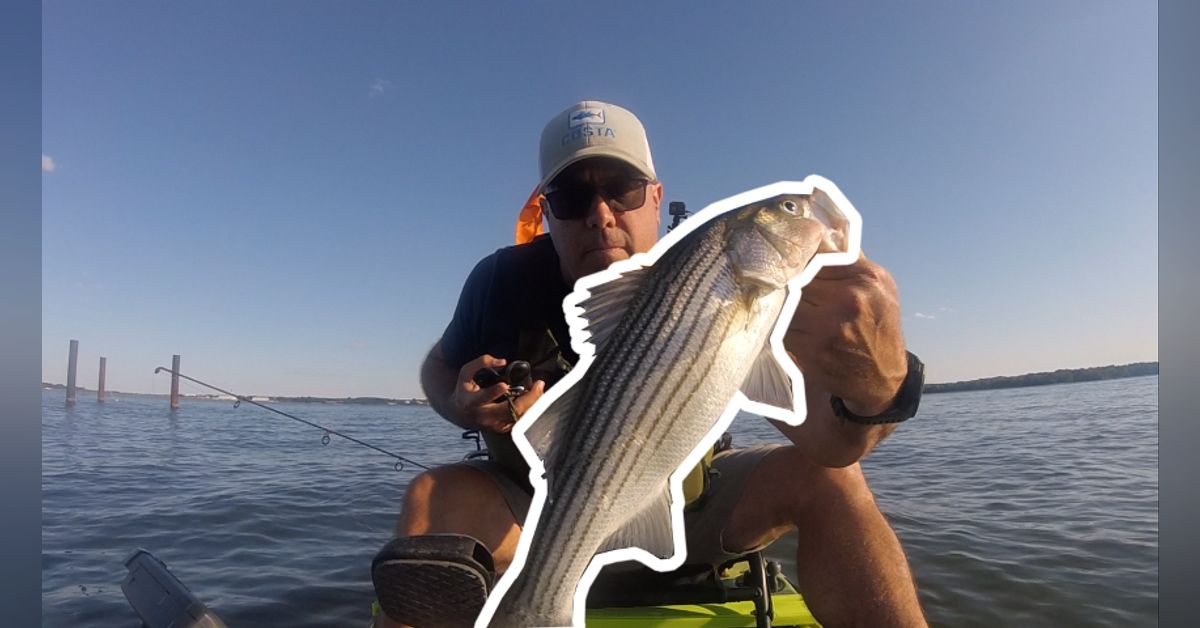 Chesapeake Bay Rockfish on Light Tackle Maryland Fishing Line