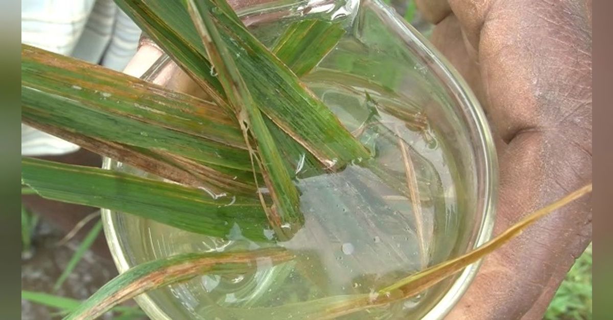 La maladie bactérienne des feuilles de riz (résumé) Access Agriculture