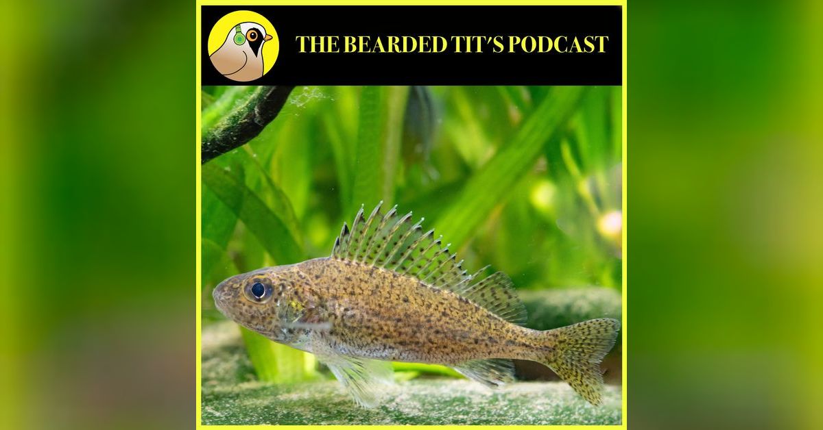 Ruffe: The Facts #167 | The Bearded Tit‘s Podcast