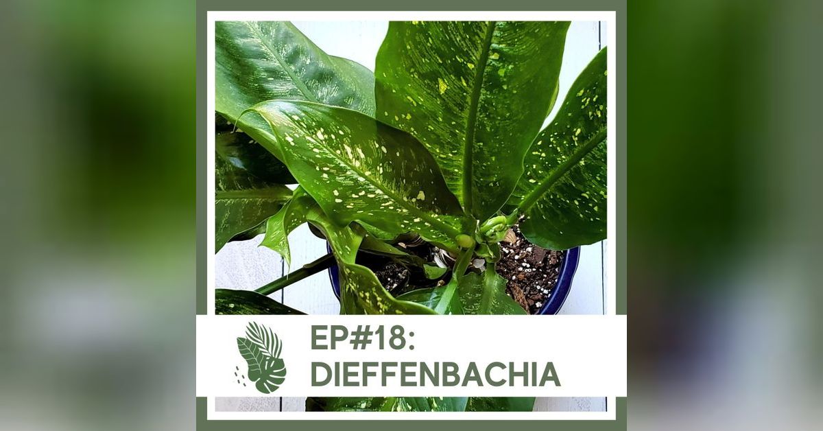 Ep#18: Dieffenbachia- Plant Bio | Houseplant Homebody