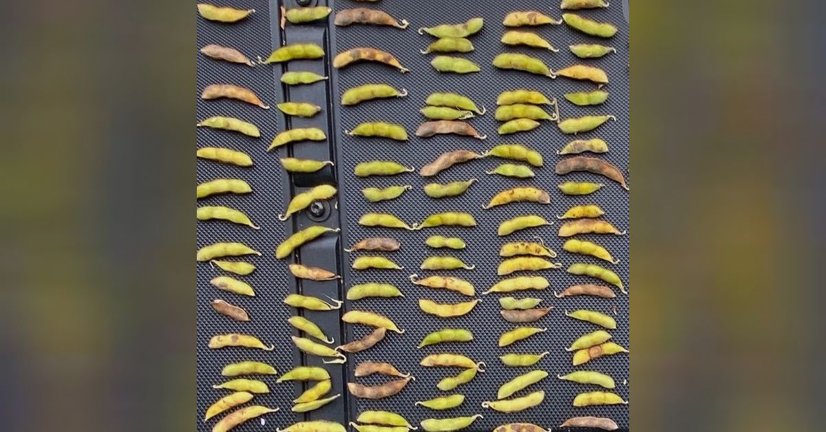 Starter Fertilizer on Soybeans Beck's Hybrids agronomists speak on