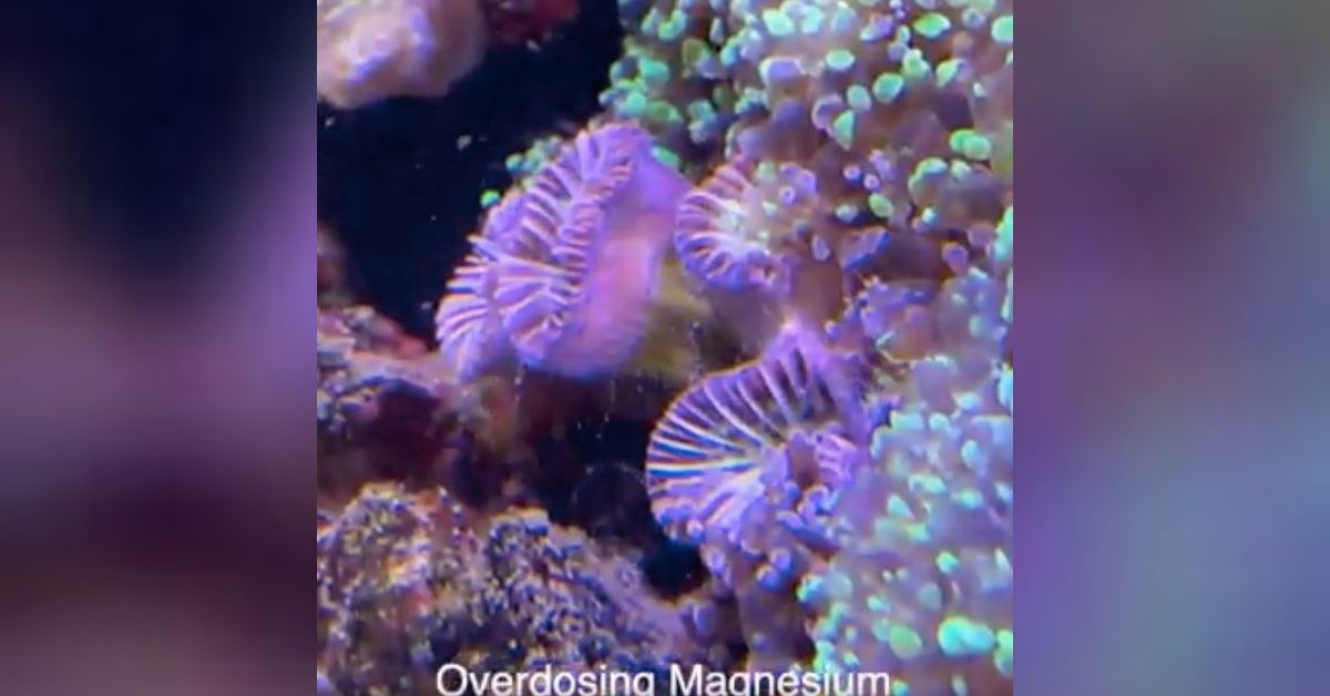 Magnesium over 2000 ppm in my tang tank for over 6 weeks High